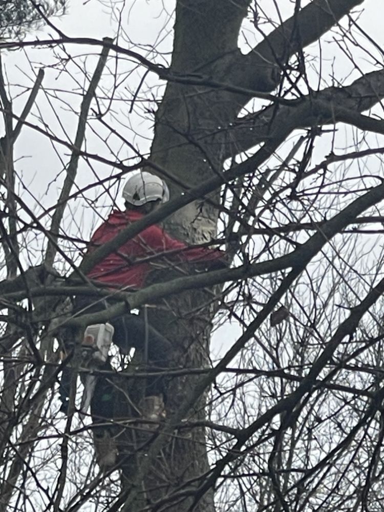 Person in red jacket and white helmet, climbing a tree with equipment.