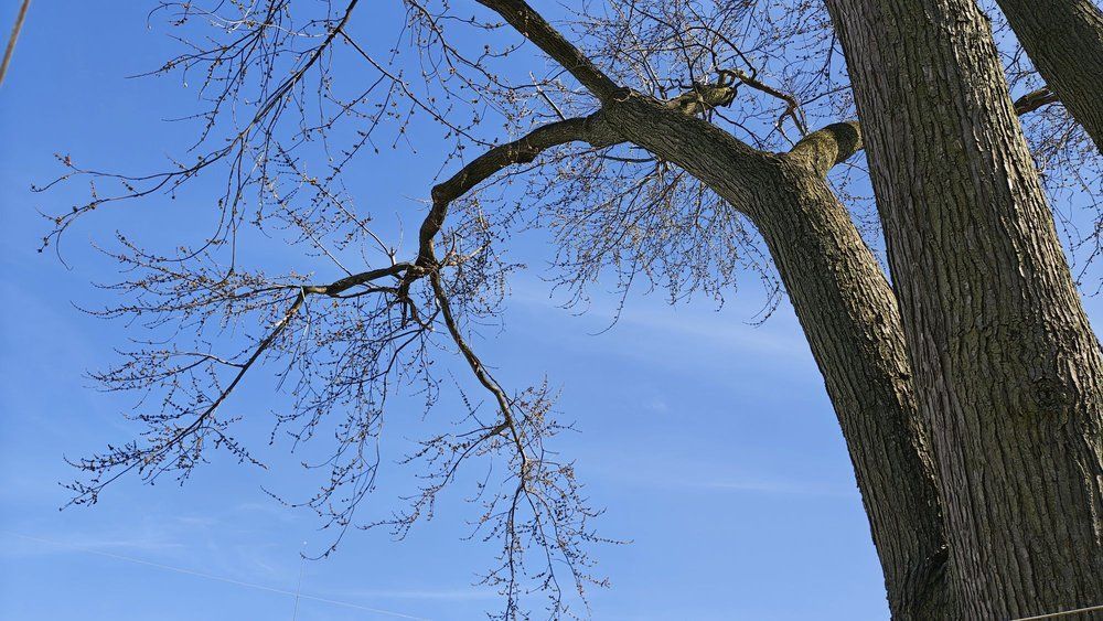 Bare tree branches reach across a bright blue sky. The thick trunk is on the right.