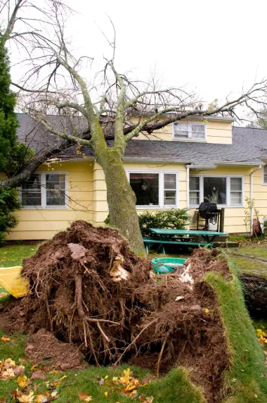 Fallen tree, uprooted with exposed roots, leaning on a yellow house. Green picnic table in background.