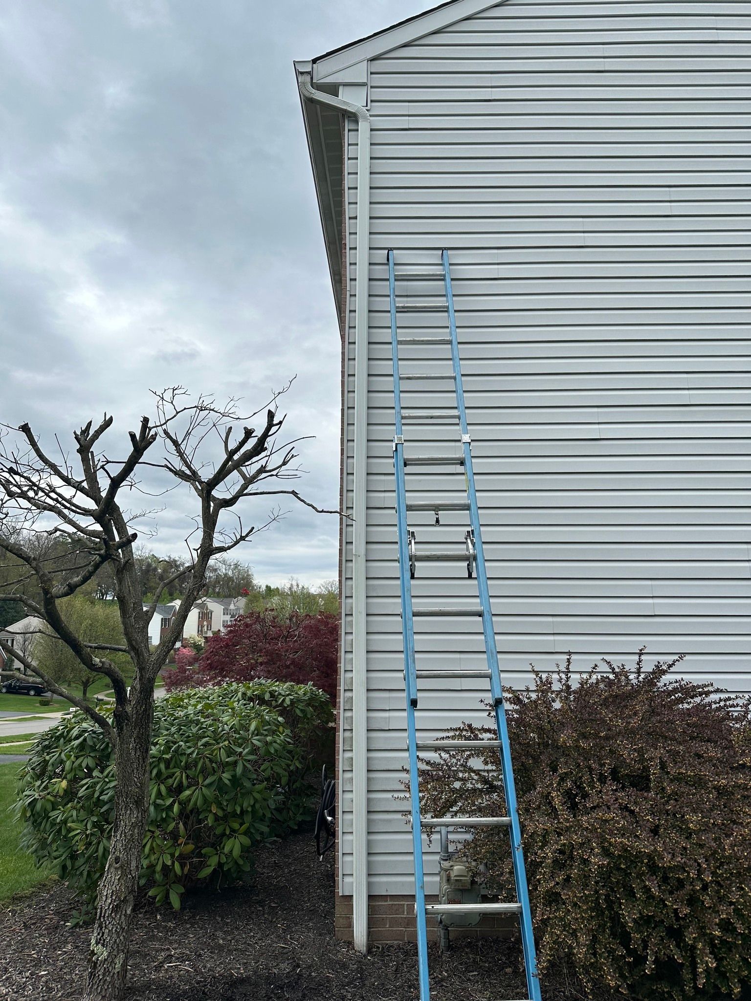 A blue ladder leans against a white-sided house under a cloudy sky, near pruned bushes and a tree.