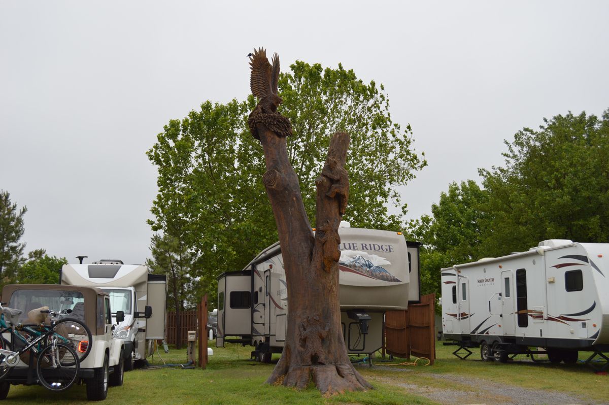 A group of rvs are parked in a grassy area next to a tree.
