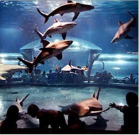 A group of people are looking at sharks in an aquarium