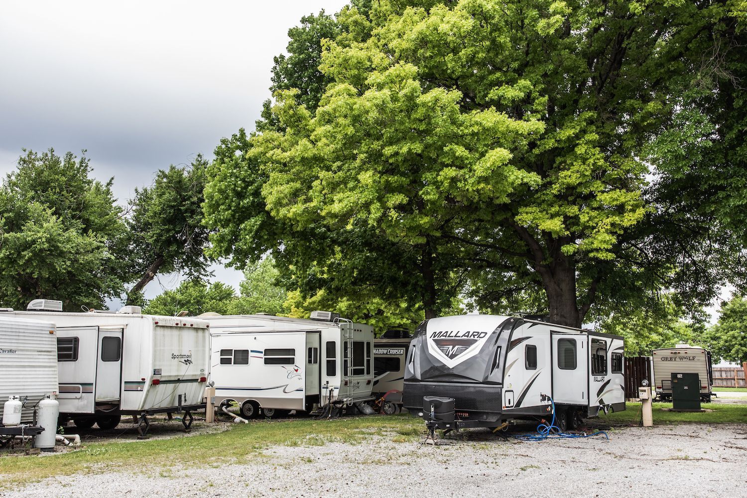 A row of rvs parked in a grassy area under a tree.