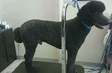 Dog Trimming — St. Francis, WI — Casual Canine Pet Grooming