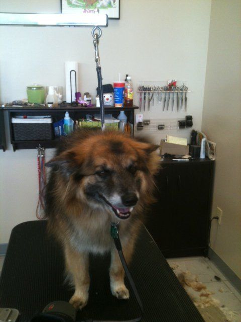 Puppy Having Haircut — St. Francis, WI — Casual Canine Pet Grooming