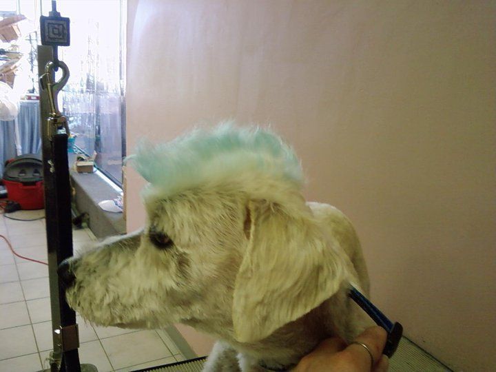 Cleaning Cat Ear Using Earbud — St. Francis, WI — Casual Canine Pet Grooming