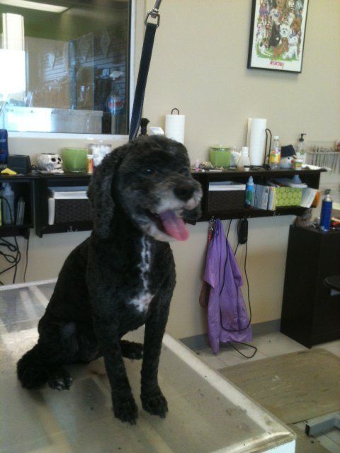 Dog In Bath Tub — St. Francis, WI — Casual Canine Pet Grooming