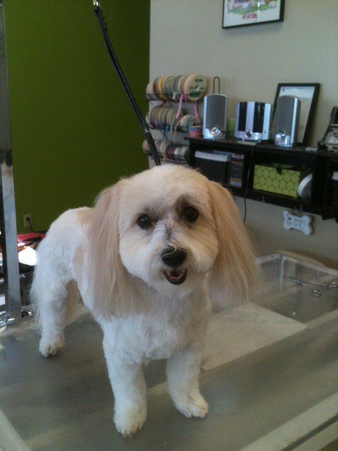 Cat Trimming Toe Nail — St. Francis, WI — Casual Canine Pet Grooming