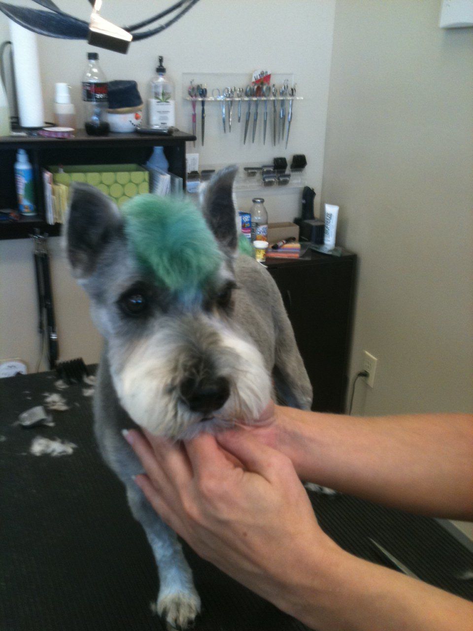 Puppy Having Haircut — St. Francis, WI — Casual Canine Pet Grooming