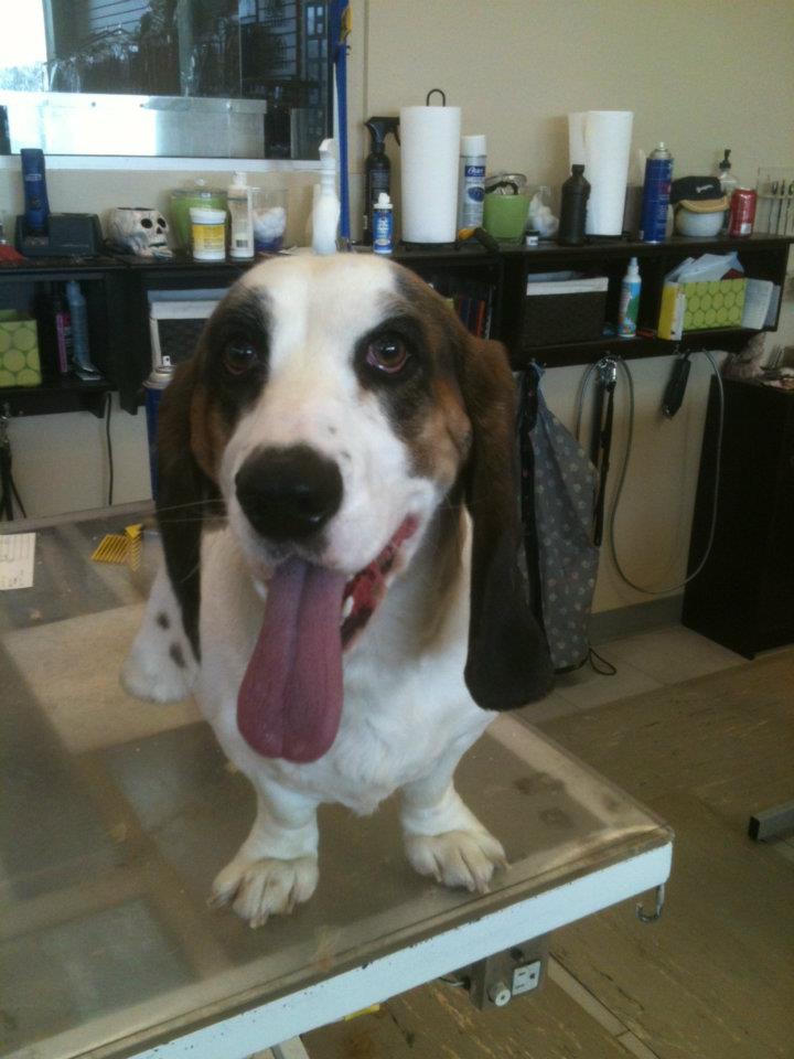 Cleaning Cat Ear Using Earbud — St. Francis, WI — Casual Canine Pet Grooming