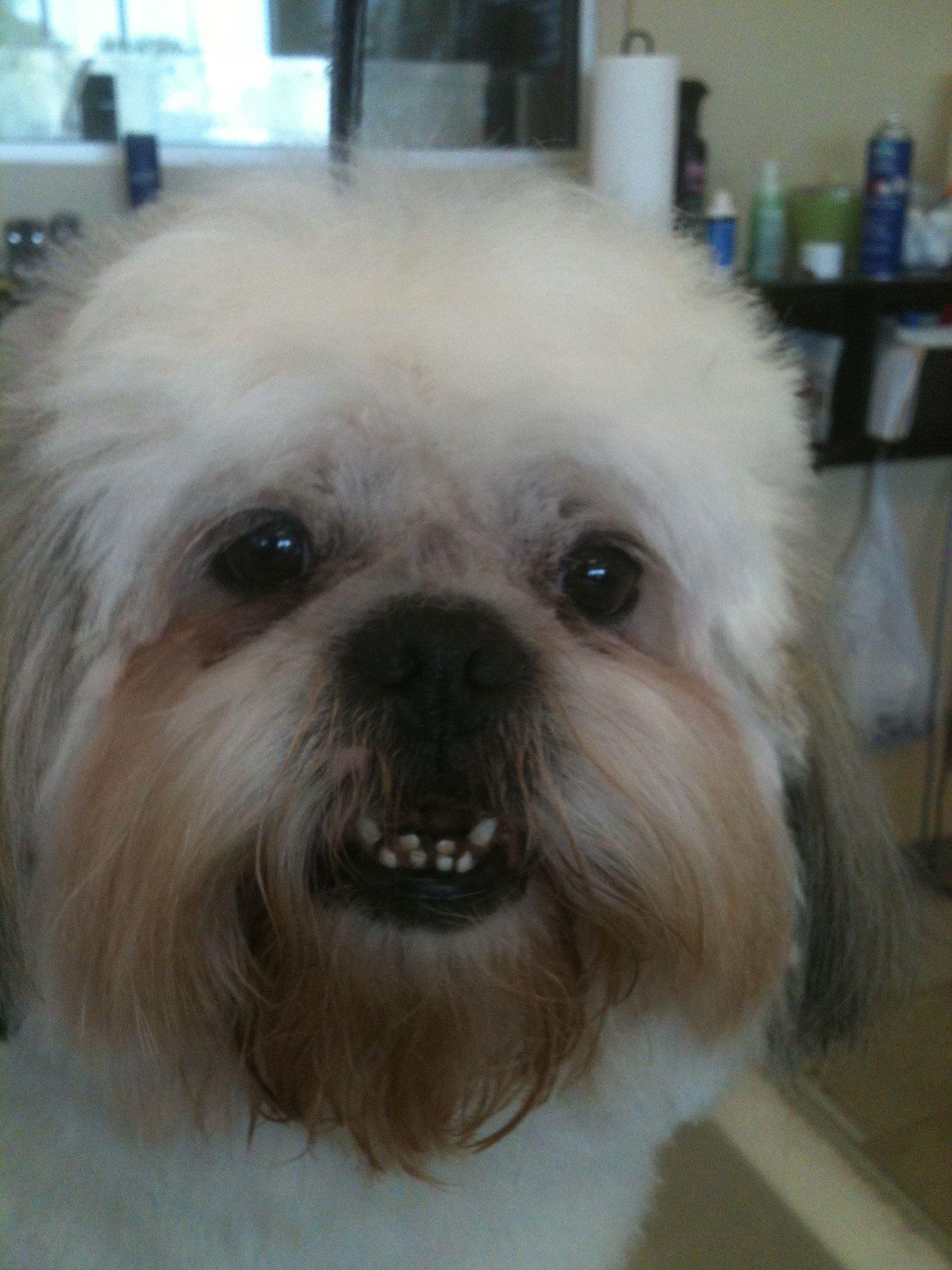 Puppy Brushing Teeth — St. Francis, WI — Casual Canine Pet Grooming