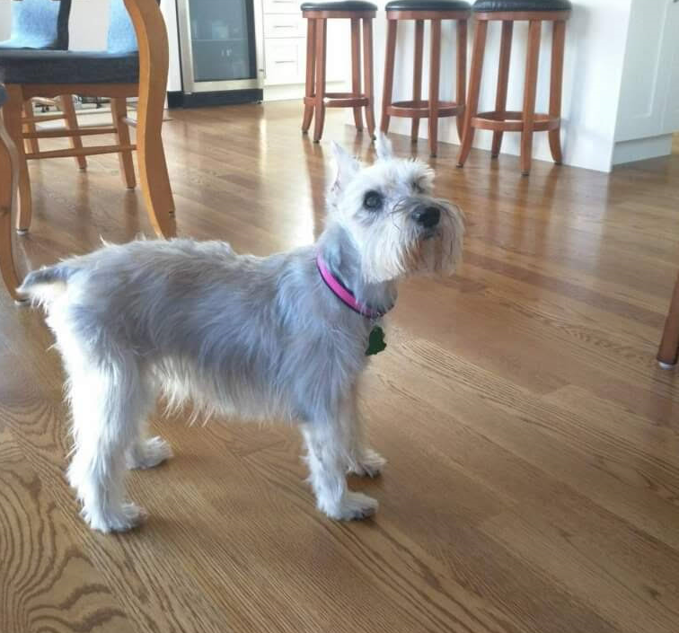 A Small Dog Wearing a Pink Collar is Standing on a Wooden Floor - Landing, NJ - C’Lassie Cuts Mobile Pet Spa