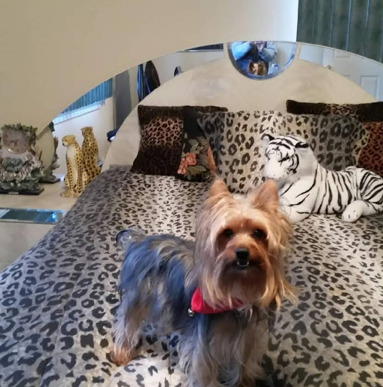 A Dog is Standing on a Bed - Landing, NJ - C’Lassie Cuts Mobile Pet Spa