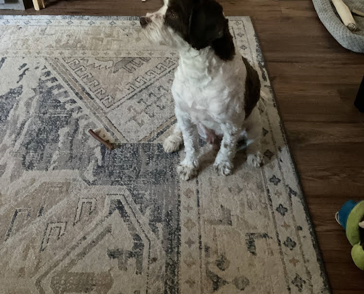 A Brown and White Dog is Sitting on a Rug - Landing, NJ - C’Lassie Cuts Mobile Pet Spa