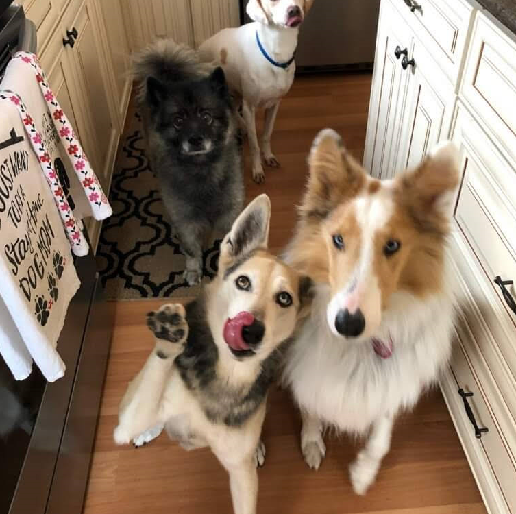 Four Dogs Are Standing in a Kitchen Looking up at the Camera - Landing, NJ - C’Lassie Cuts Mobile Pet Spa