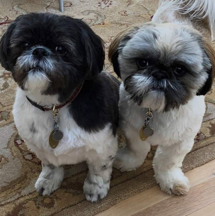 Two Small Dogs Standing next to each other on a Rug - Landing, NJ - C’Lassie Cuts Mobile Pet Spa