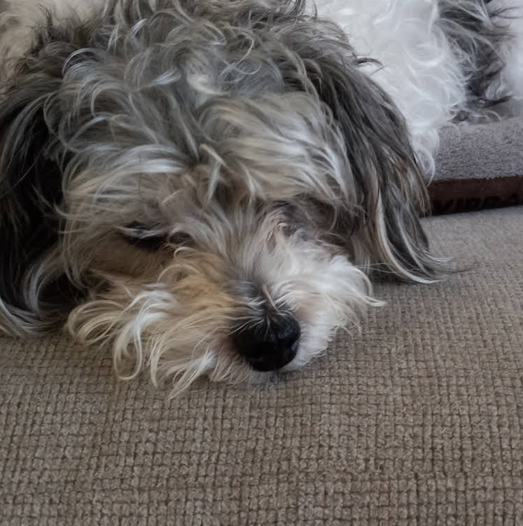 A Small Gray and White dog is Sleeping on the Floor - Landing, NJ - C’Lassie Cuts Mobile Pet Spa