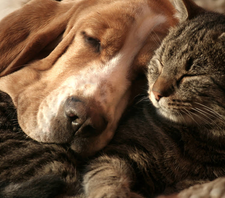 A Dog and a Cat are Laying next to Each Other - Landing, NJ - C’Lassie Cuts Mobile Pet Spa