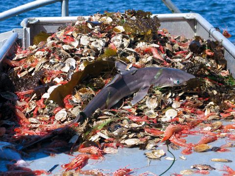 back on a boat on the ocean with lots of different kinds of  dead fish and marine life on the deck a dead shark is most prominent
