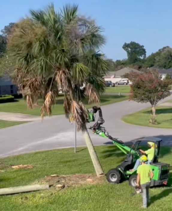 Palm trees on a street with house and 2 cars in the background