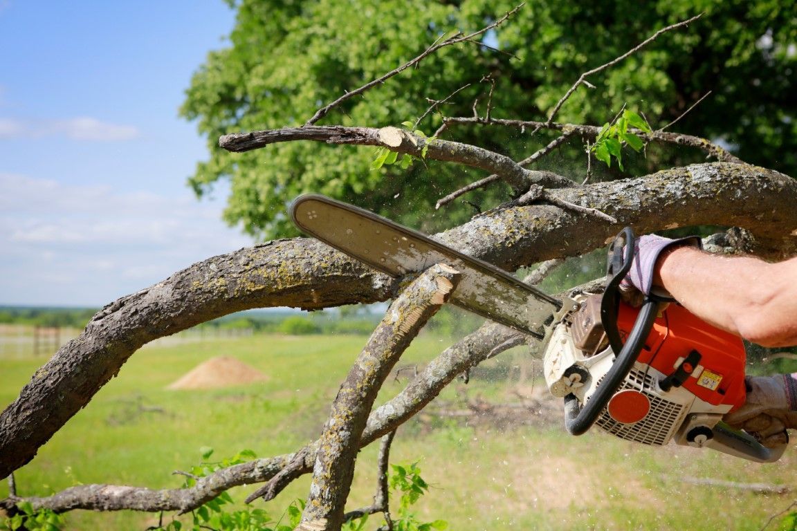 Dead limb with green tree and field in the background. Chainsaw cutting through the nearest limb