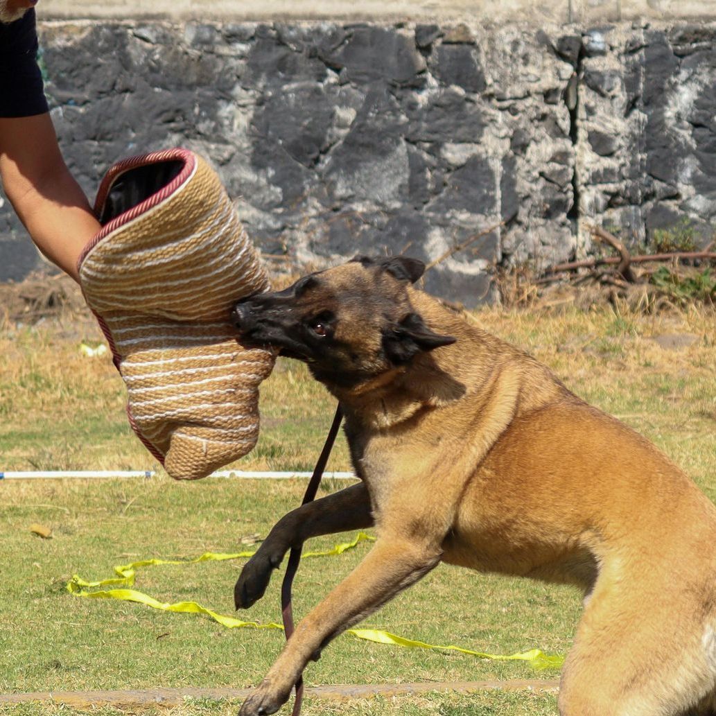 A dog is biting a person 's hand in a field.