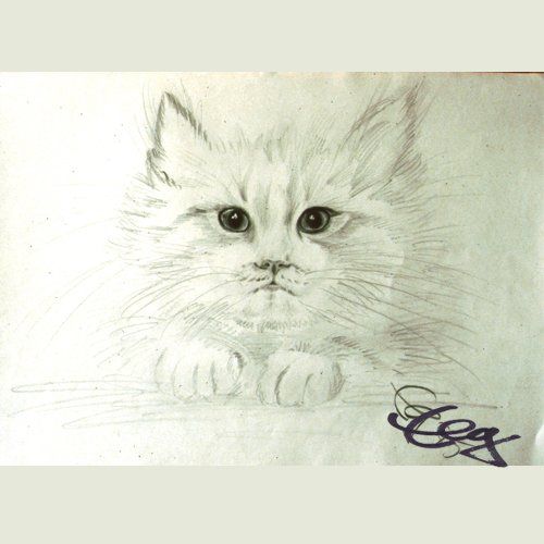 Bild Zeichnung Katze (1) Bleistift auf Papier Goßner