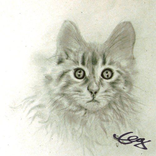Bild Zeichnung Katze Bleistift auf Papier Goßner