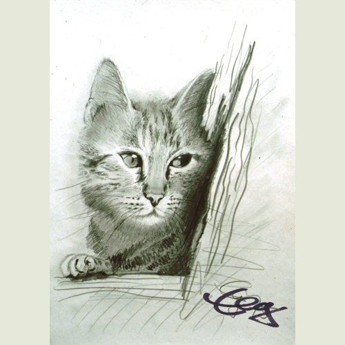 Katze Bleistiftzeichnung Goßner