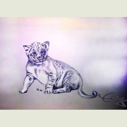 Zeichnung junge Katze Löwe Bleistift auf Papier Ernicke
