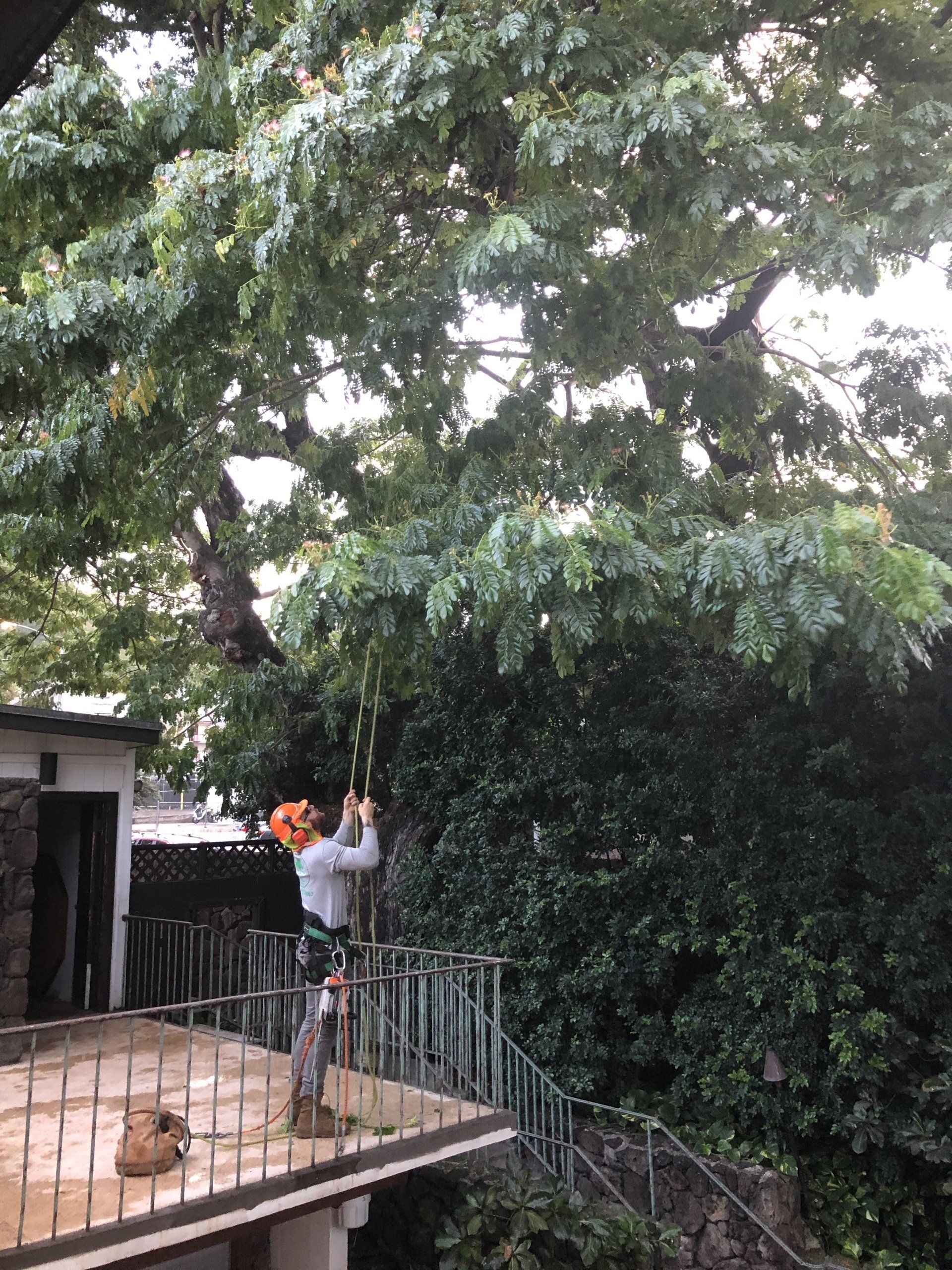 Man Cutting Tree — Honolulu, HI — Aloha Arbor Care