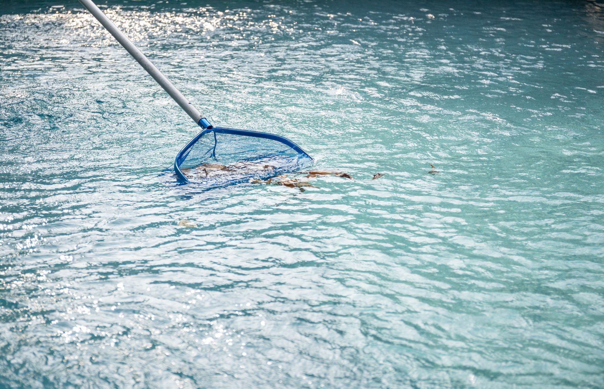 Blue skimmer net clearing leaves from pool water during swimming pool winterization process. Blue skimmer net clearing leaves from pool water during swimming pool winterization process.