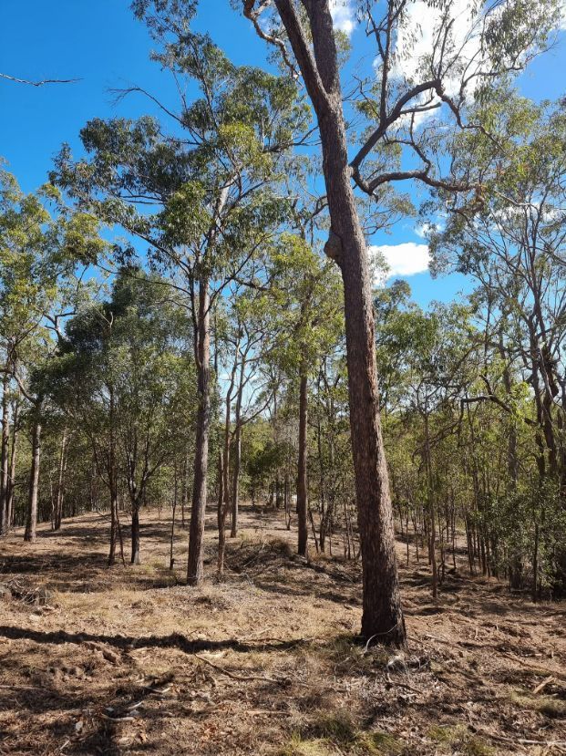 Various Trees in a Forest — Land Clearing in Good Night, QLD