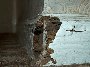 dry rot removal