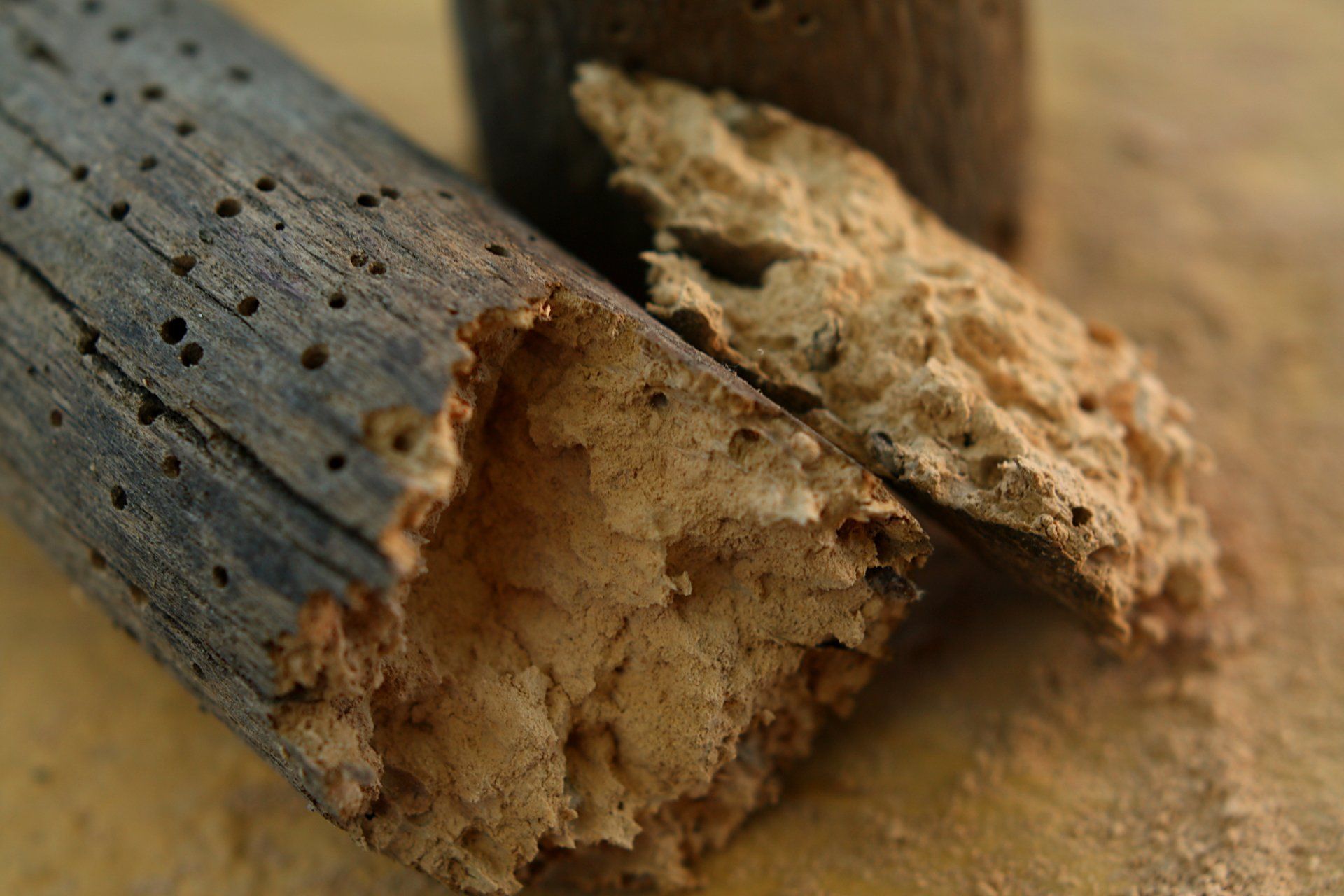 Woodworm timber treatment