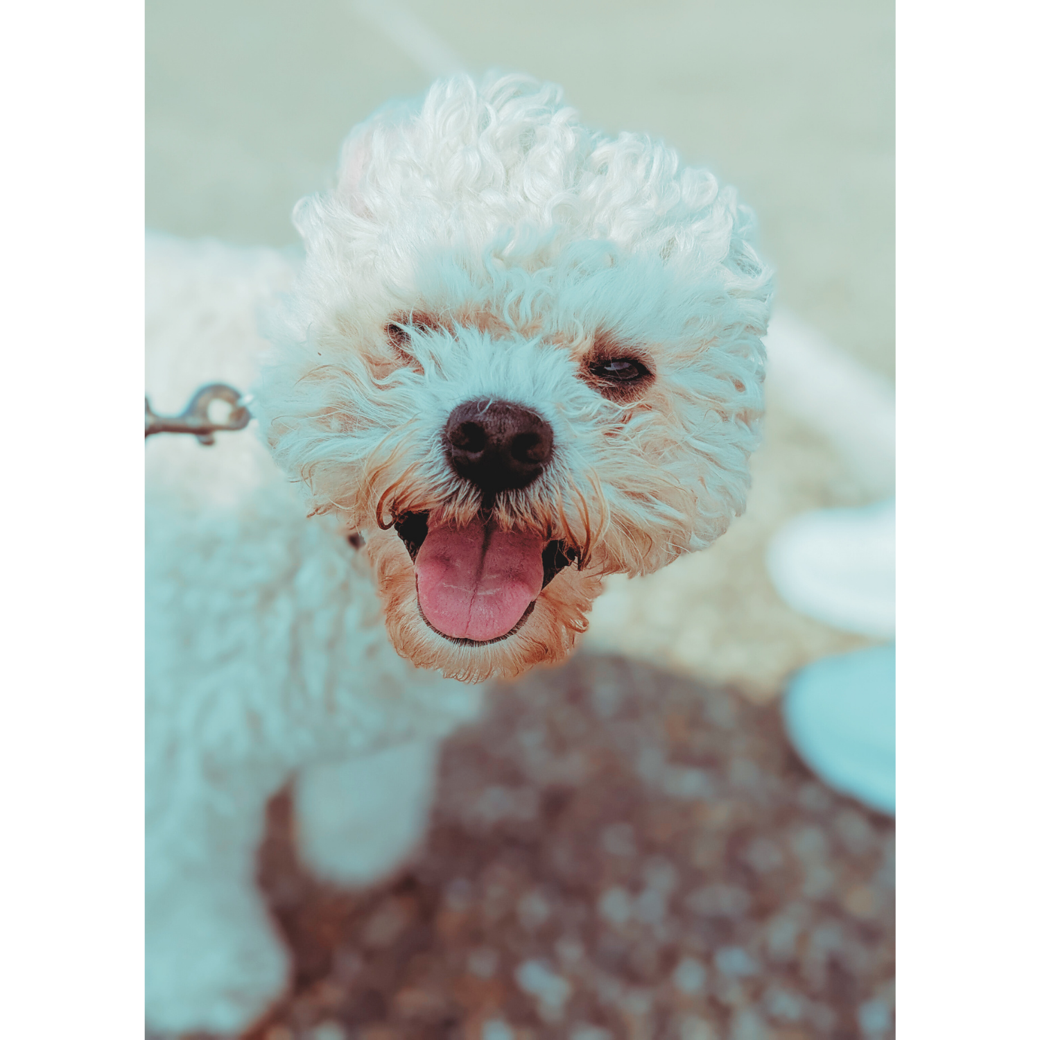 Semmie hond van Annabelle Remmerswaal