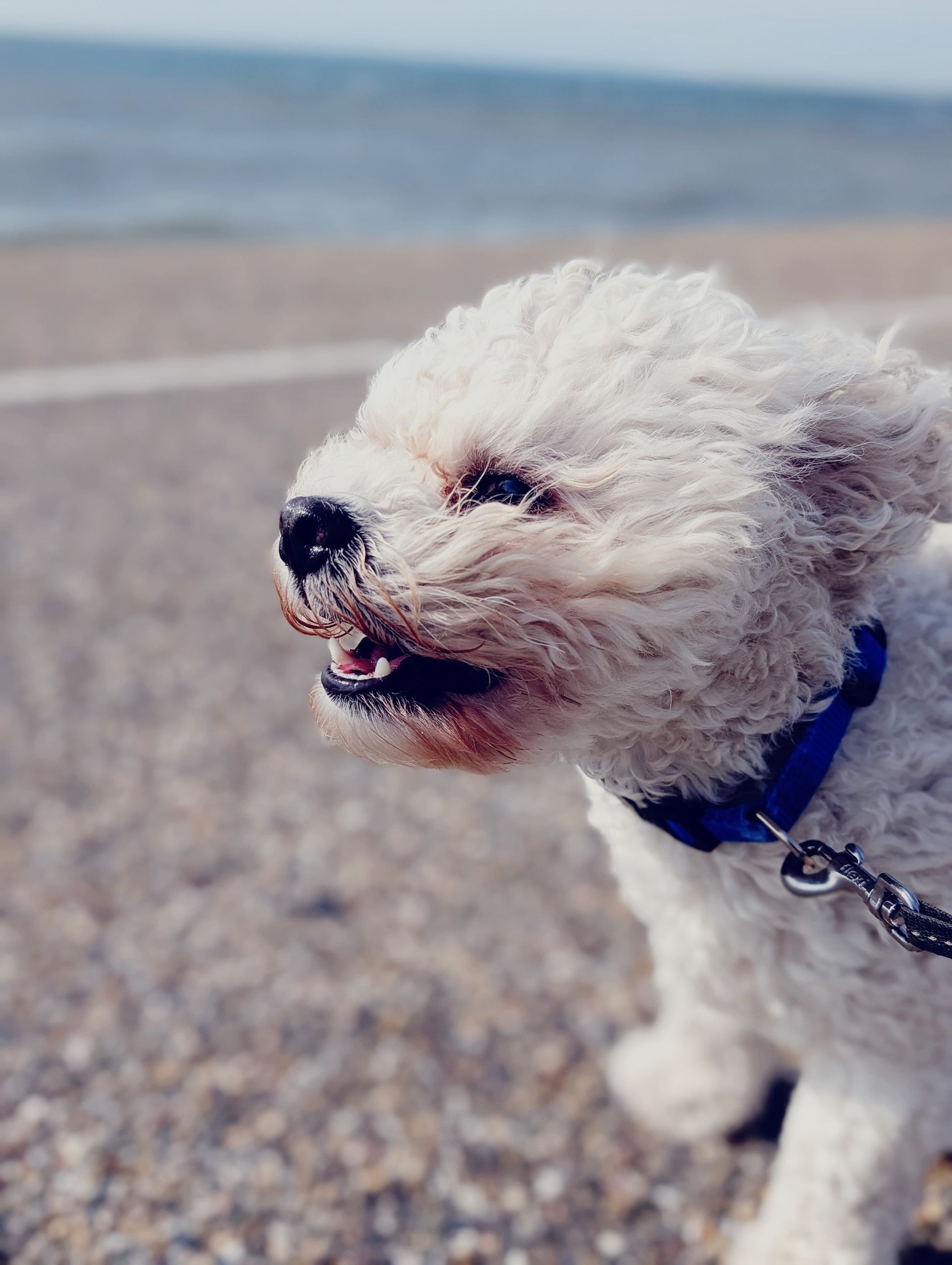 Semmie hond van Annabelle Remmerswaal