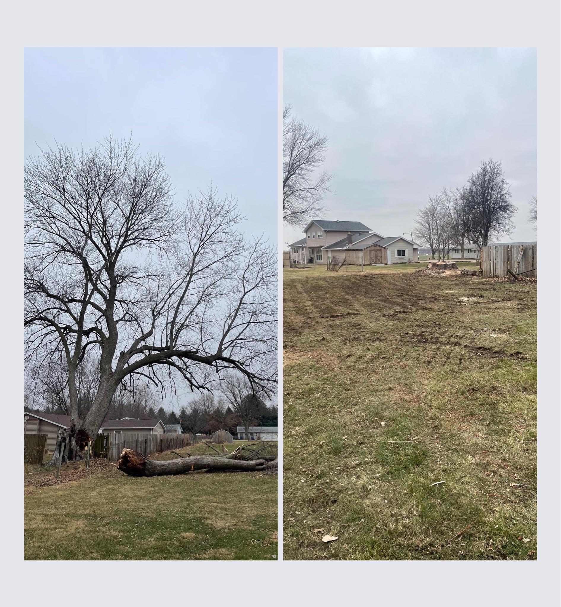 A before and after picture of a tree being cut down in a yard.