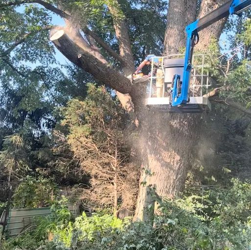 A man is cutting down a large tree with a crane.
