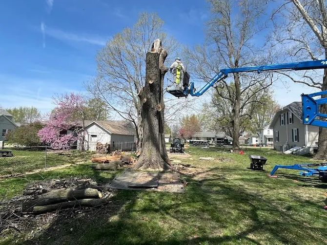 man cutting tree