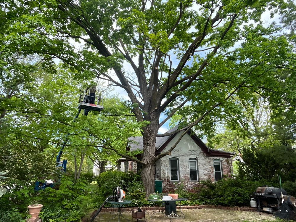 A man is cutting a tree in front of a house.
