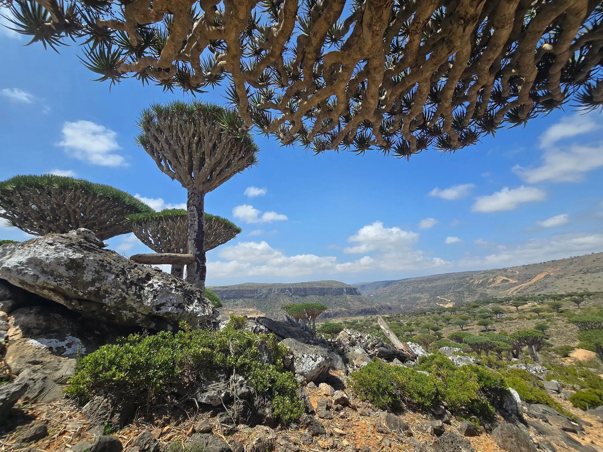 socotra-5-day-tour