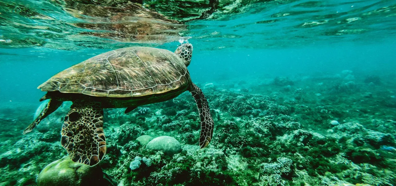 Sea turtle nesting at Ras Al Jinz Turtle Reserve