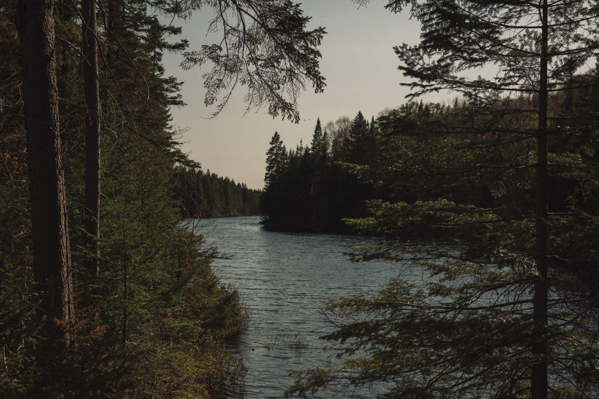 Un lac entouré d'arbres avec une petite île au milieu