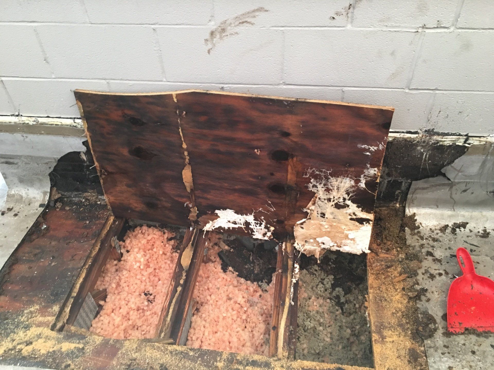 Wet plywood roof sheathing and rotting trusses with mold in WickRight General Contracting customer's flat roof system