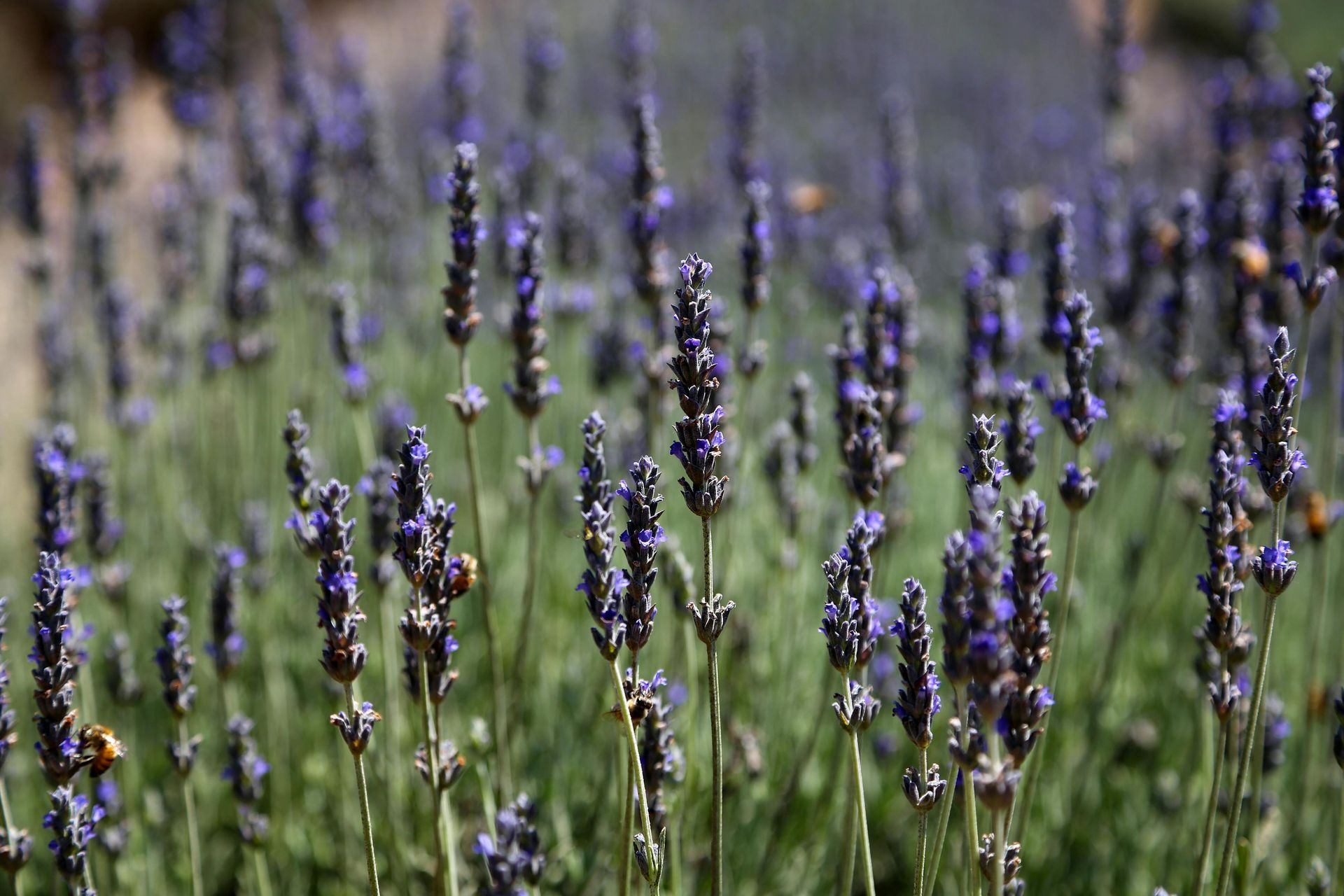 A professional property manager in a Temecula field of wildflowers.