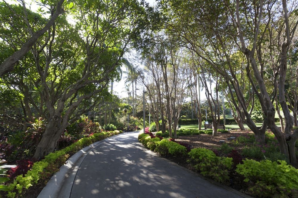A Road Surrounded by Trees and Bushes in A Park — Betta Foot Clinic in Stretton, QLD