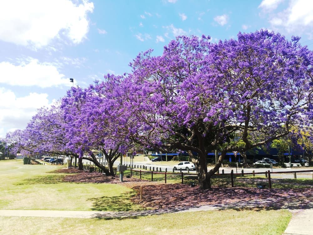 A Row of Purple Trees in A Park on A Sunny Day — Betta Foot Clinic in Underwood, QLD