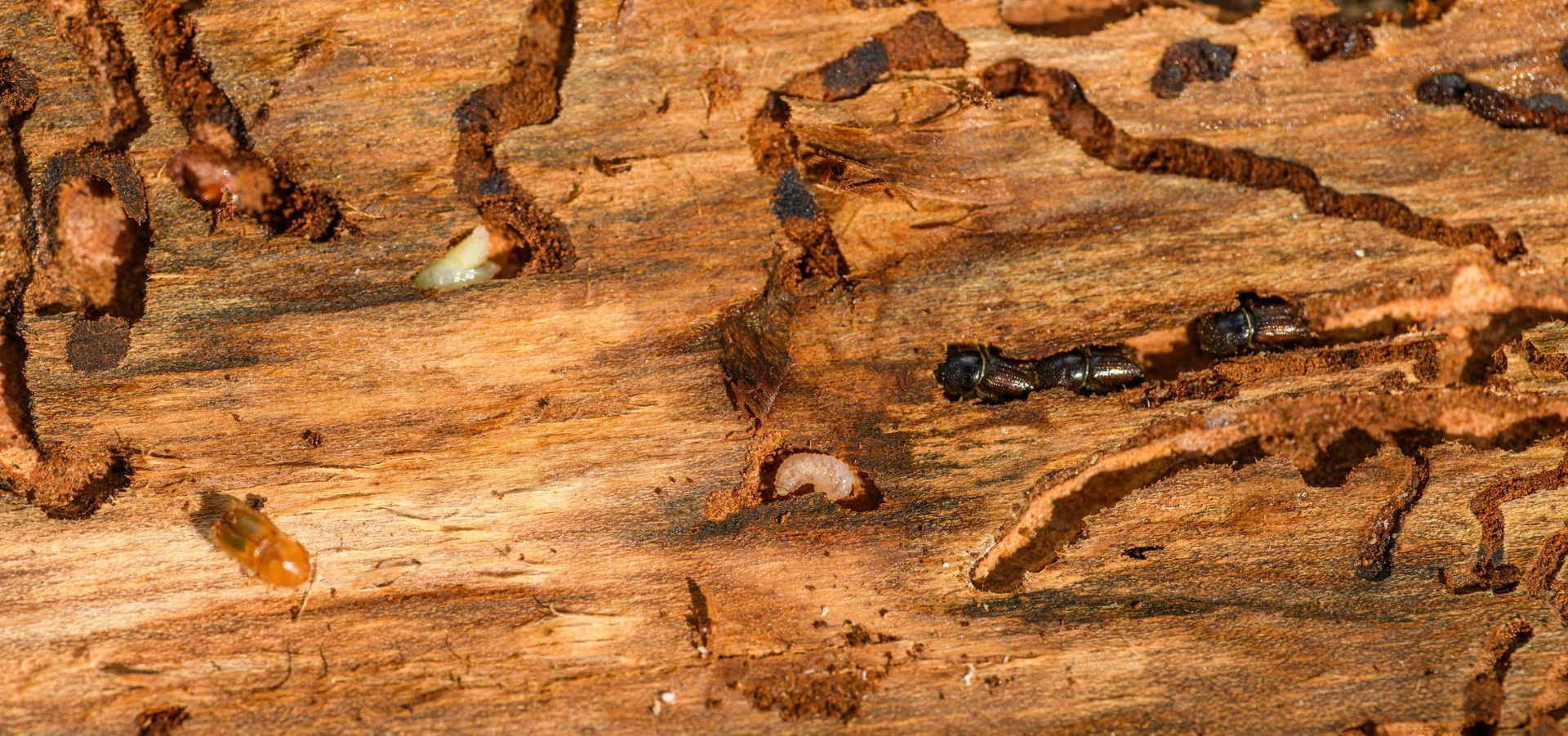 A close up of a piece of wood with termites eating it.