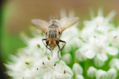 A close up of a fly sitting on a white flower.